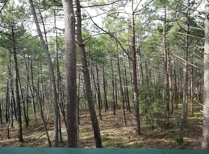 Les Grands Pins Carcans